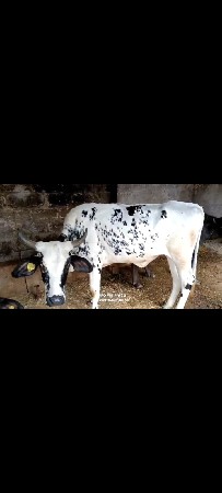 વાવડી વેચવાની છે