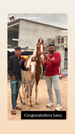 આ ઘોડી વેચવાની છે વછેરોને બે