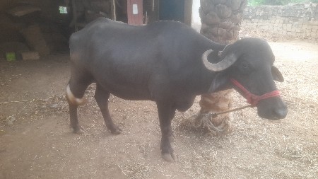 ખરેલુ વેચવાનુ છે.