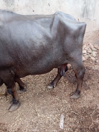 ભેંસ વેચવાની છે