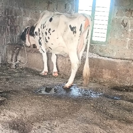 ગાય વેસવાની છે