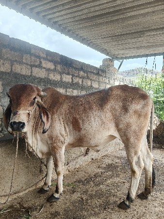 હોડકી વેચવાની છે