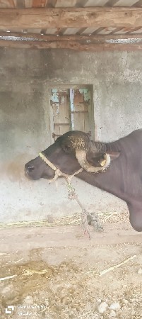 ભેંસ