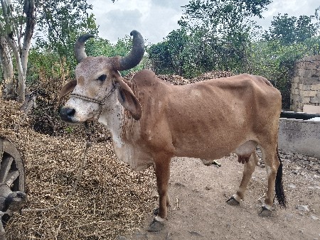 ગાય વેચવાની છે, 15 દિવસ ની વાર