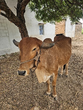 ગીર ગાય