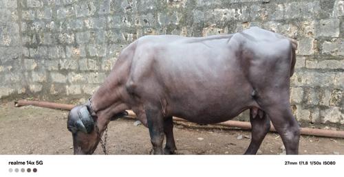 પેલા વેતર ની ભેંસ વેચવાની છે