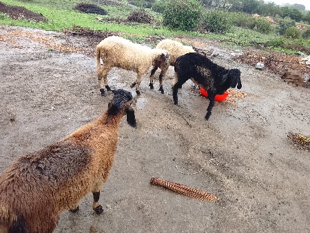 ઘેટા