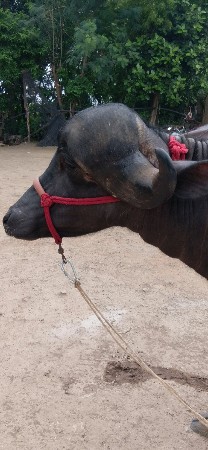 ખડેલી વેચવાની  છે