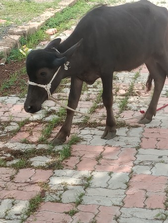 પાડી વેચવાની છે