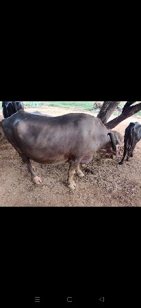 2 ભેસ વેચવા ની છે