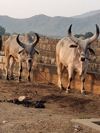બળદ વેચવાના છે