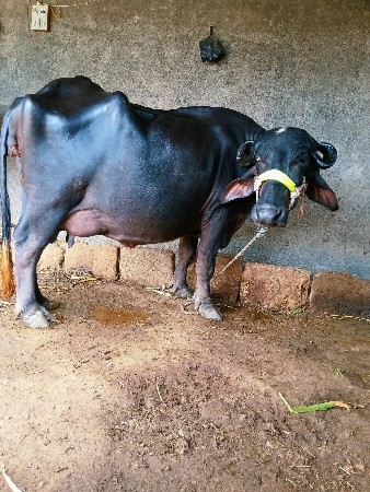 ભેંસ વેચવાની છે
