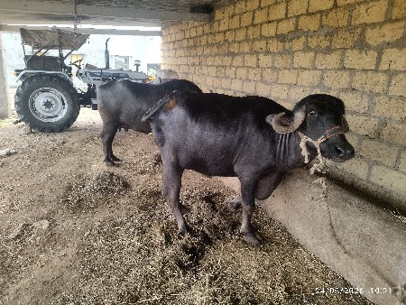 પેલુ વેતર ખડેલી વેચવાની છે.