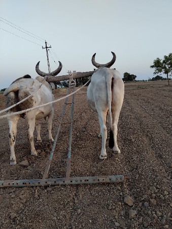 વઢીયારા ગોધલા
