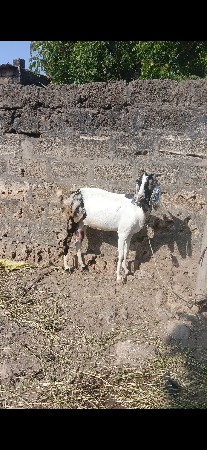 બકરી વેચવાની છે