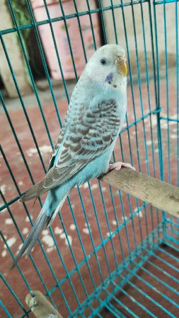 બજરી પરોટ મેલ જોઈ છે