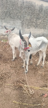 બળદ વેચવાના છે