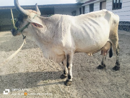 જર્સી ગાય વેશવાની છે
