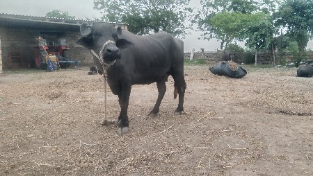 પેલ વેતર ખડેલી વેચવાની છે
