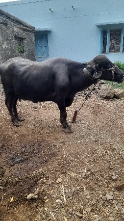 વેચવાની છે