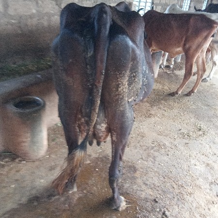 3vetar