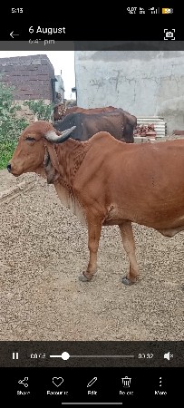 2 હોડકા વેચવાના છે