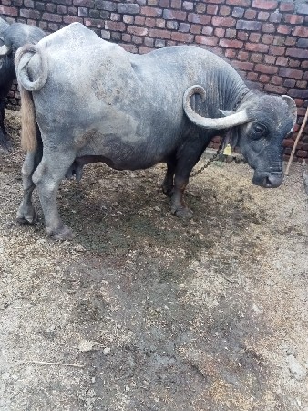 એક ગાય અને એક ભેંસ વેચવાની છે