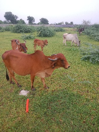 ગાય વેચવાની છે