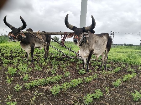 આ જાંબા બળદ આપી દેવાના છે
