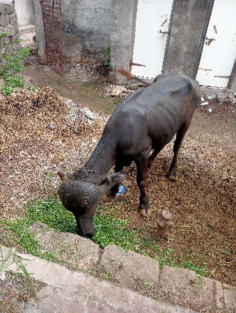 ખડેલી