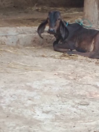 ૪વેતર ૧૫ દીવસ ની કાચી વાસળી ના ફોટા