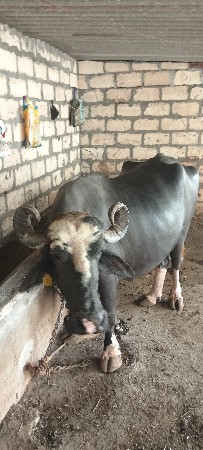 ભેંસ વેચવાની છે