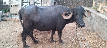 ભેંસ વેચવાની છે