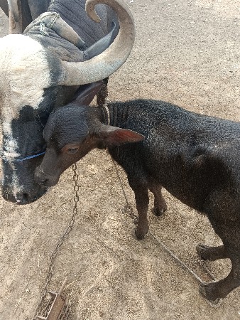 ભેંસ વેચવાની છે