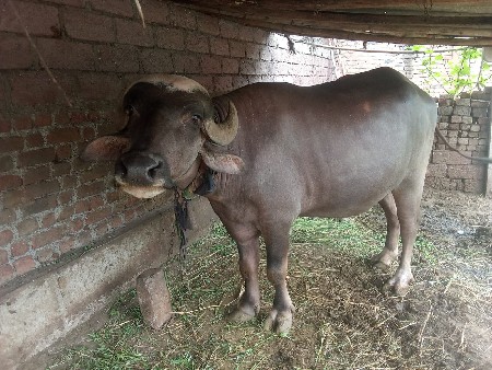 ભેંસ