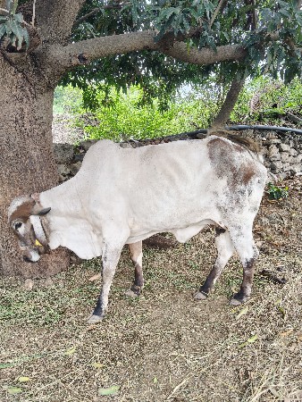 ગીર હોડકી વેચવા ની છે