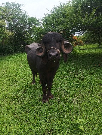 પાડો વેચવા નો છે..