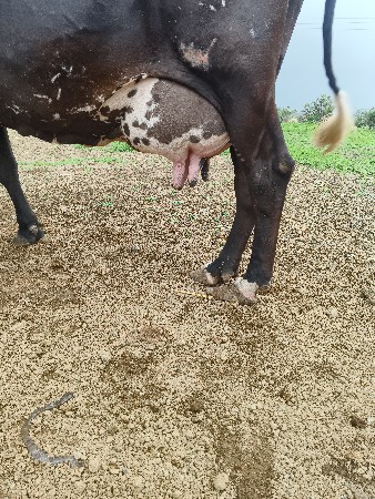 2 ગાય વેચવાની છે