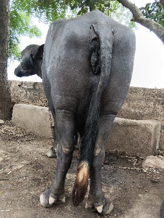 વેચવાની છે ૯૬૬૪૯૨૦૯૬૦