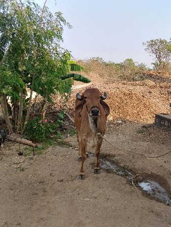 હોળકી વેચવાની છે