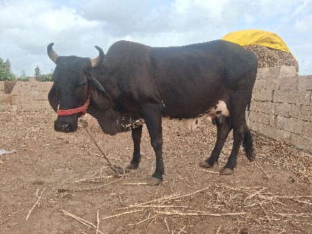 વેસવાનીસે
