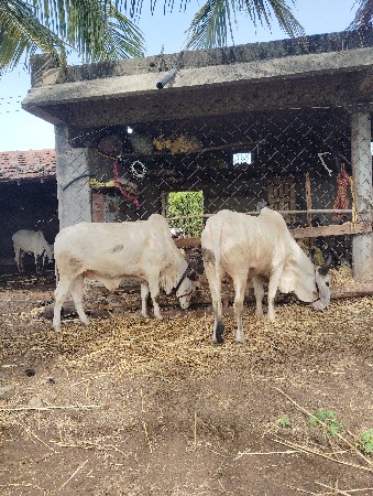 બળદ વેચવાના છે