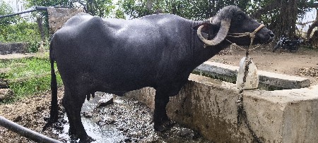 ભેંસ