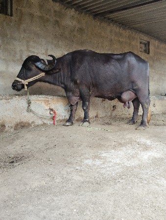 વેચવાની