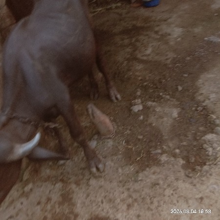 વેસવાનો સે