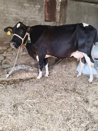 આ બે ગાયુ વેચવાની છે