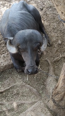 khadeli vesvani se