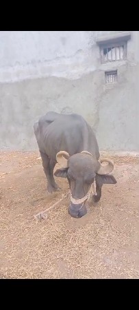 ખરેલી વેચવાનીછે
