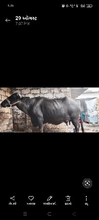 આ ભેંસ વેચવાની છે
