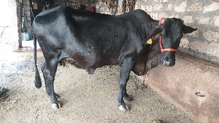 ગીર કૉસ છે